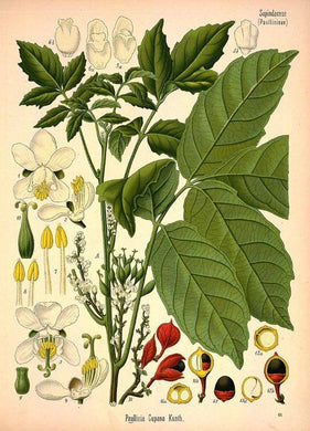 GUARANA - Paullinia cupana - graine bio EN POUDRE
