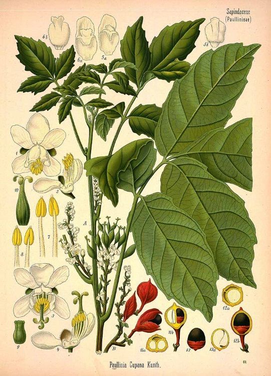 GUARANA - Paullinia cupana - graine bio EN POUDRE