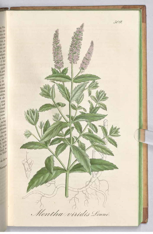MENTHE VERTE - Mentha spicata - feuille bio