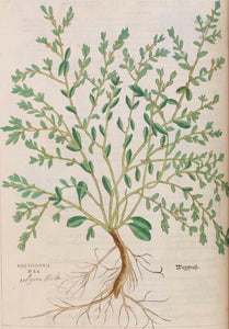 RENOUEE DES OISEAUX - Polygonum aviculare - partie aérienne bio