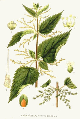 ORTIE - Urtica dioica - fruit bio