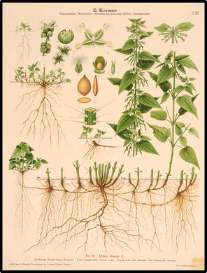 ORTIE - Urtica dioica - racine coupée bio