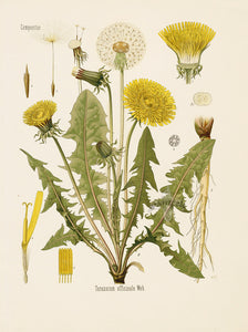 PISSENLIT - Taraxacum officinale - partie aérienne coupée bio