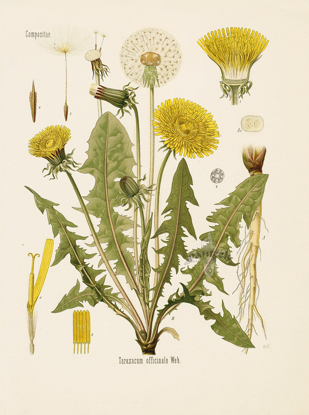 PISSENLIT - Taraxacum officinale - partie aérienne coupée bio