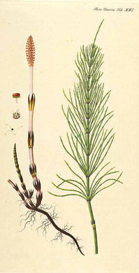 PRELE - Equisetum arvense - partie aérienne bio EN POUDRE