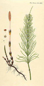 PRELE - Equisetum arvense - partie aérienne bio EN POUDRE