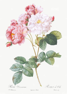 ROSE DE DAMAS - Rosa damascena - pétale bio