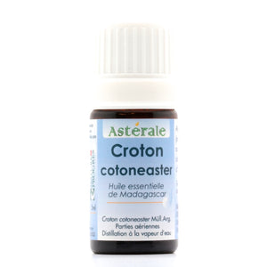 Huile Essentielle - Croton cotoneaster - Asterale