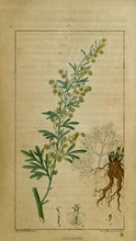 Charger l&#39;image dans la galerie, ABSINTHE BIO - Artemisia absinthium