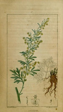 ABSINTHE - Artemisia absinthium - sommité, bio