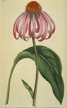 Charger l&#39;image dans la galerie, ECHINACEE - Echinacea purpurea