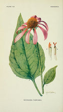 Charger l&#39;image dans la galerie, ECHINACEE - Echinacea purpurea