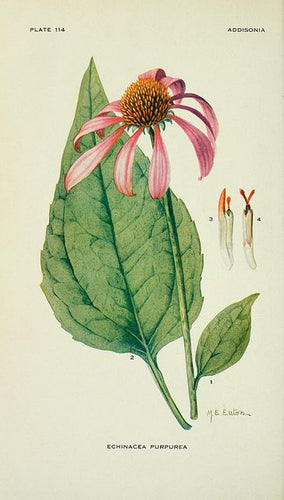 ECHINACEE - Echinacea purpurea - racine bio