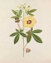 Charger l&#39;image dans la galerie, AMBRETTE - Hibiscus abelmoschus