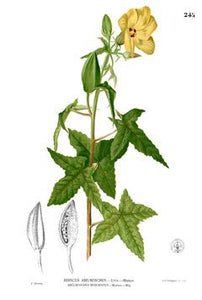 AMBRETTE - Hibiscus abelmoschus
