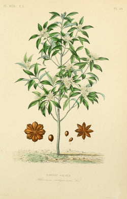 BADIANE - Illicium verum - fruit bio