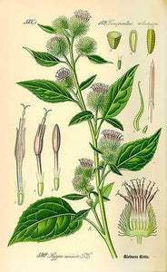 BARDANE BIO - Arctium lappa