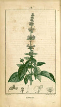 Charger l&#39;image dans la galerie, BASILIC - Ocimum basilicum - feuille coupée bio