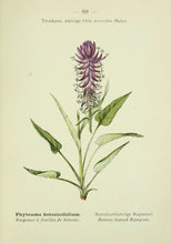 Charger l&#39;image dans la galerie, BETOINE - Stachys officinalis