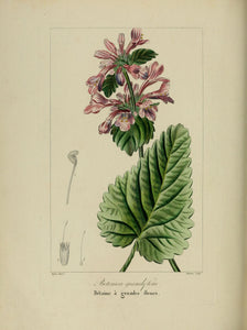 BETOINE - Stachys officinalis