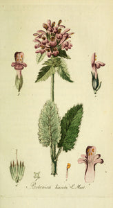 BETOINE - Stachys officinalis