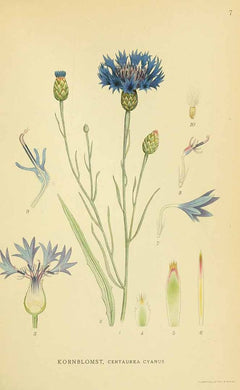 BLEUET BIO - Centaurea cyanus - fleur bio