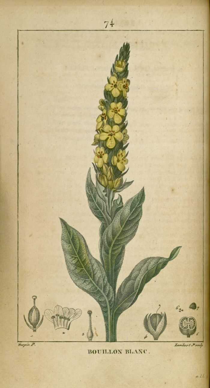 BOUILLON BLANC - Verbascum thapsus