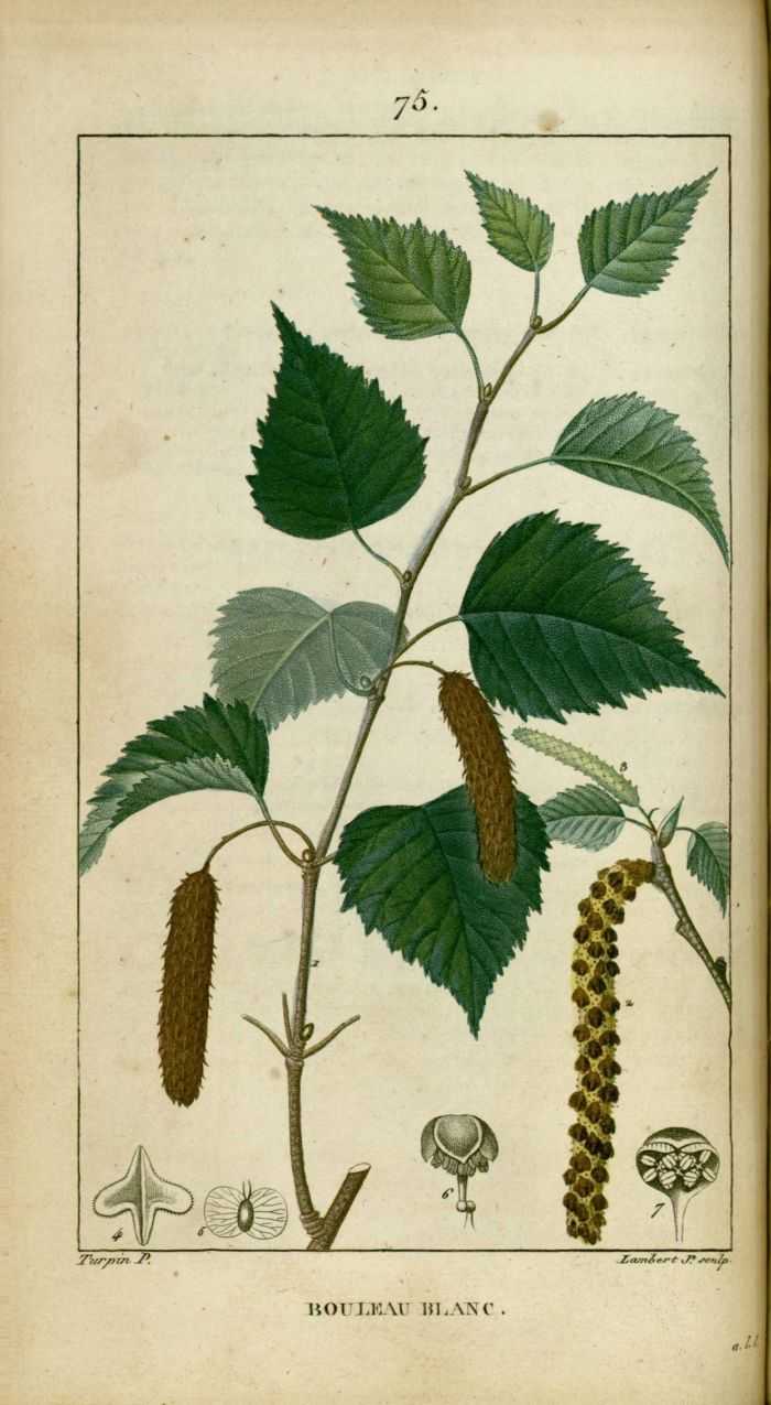 BOULEAU - Betula pendula - feuille bio