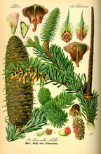 Charger l&#39;image dans la galerie, BOURGEONS DE PIN - Pinus sylvestris - bourgeon bio