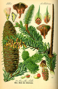 BOURGEONS DE PIN - Pinus sylvestris - bourgeon bio