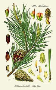 BOURGEONS DE PIN - Pinus sylvestris - bourgeon bio