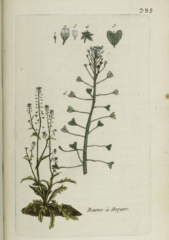BOURSE A PASTEUR - Capsella bursa pastoris - Plante coupée bio
