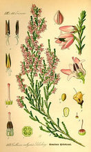 Charger l&#39;image dans la galerie, BRUYERE - Calluna vulgaris - sommité fleurie bio