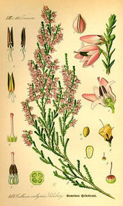BRUYERE - Calluna vulgaris - sommité fleurie bio
