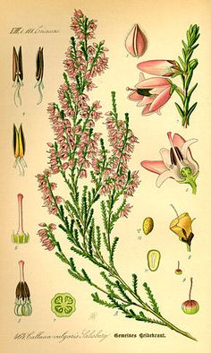 BRUYERE - Calluna vulgaris - sommité fleurie bio