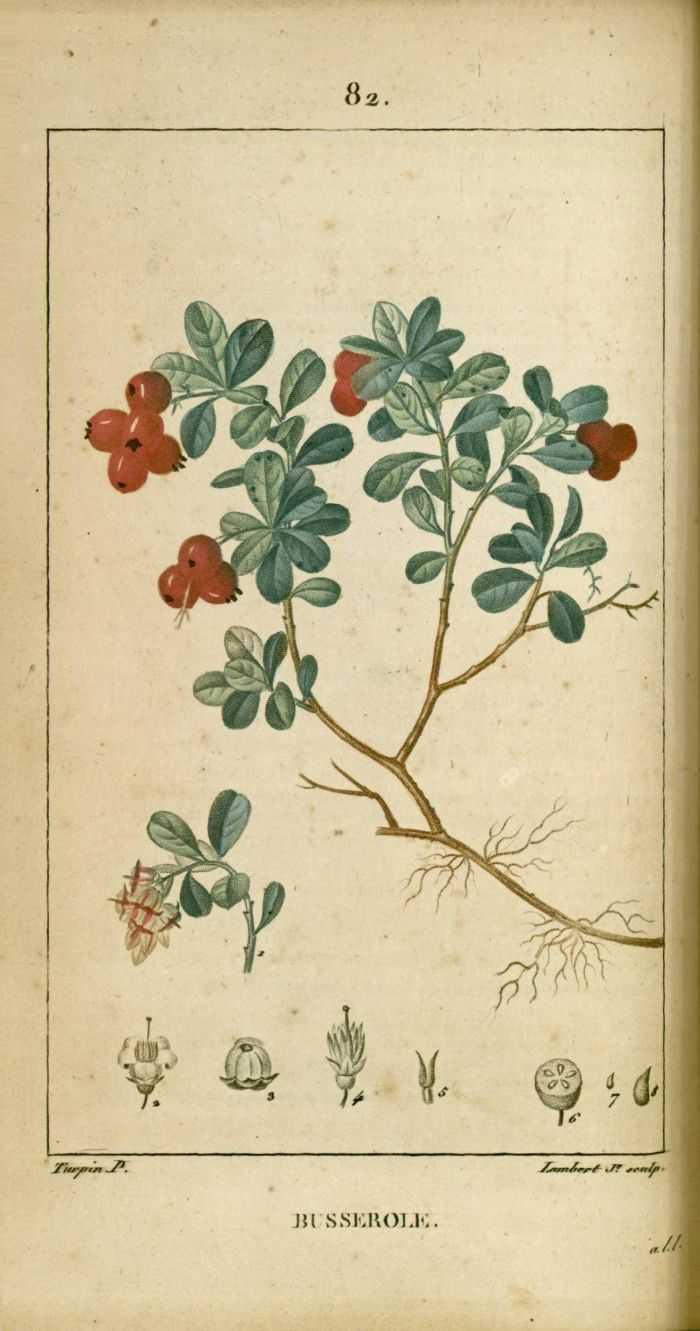 BUSSEROLE - Arctostaphylos uva-ursi - feuille coupée bio