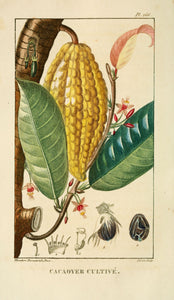 COSSES DE CACAO - Theobroma cacao - cosse bio