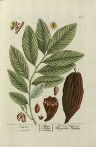 CACAO COSSE BIO