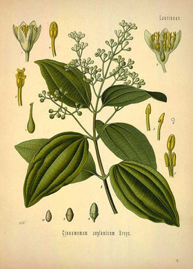 CANNELLE - Cinnamomum zeylanicum - écorce grattée bio