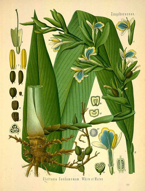 CARDAMOME - Elettaria cardamomum
