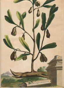 CARDAMOME BIO