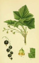 Charger l&#39;image dans la galerie, CASSIS - Ribes nigrum - feuille, bio &amp; locale