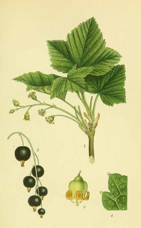 CASSIS - Ribes nigrum - feuille, bio & locale