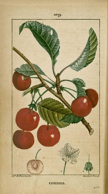 CERISIER QUEUE - Prunus cerasus - pédoncule bio