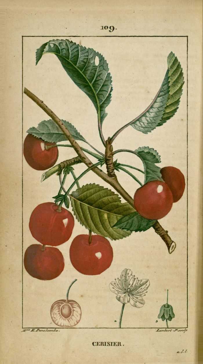 CERISIER QUEUE - Prunus cerasus - pédoncule bio