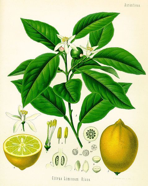 CITRON - Citrus limon - zeste bio