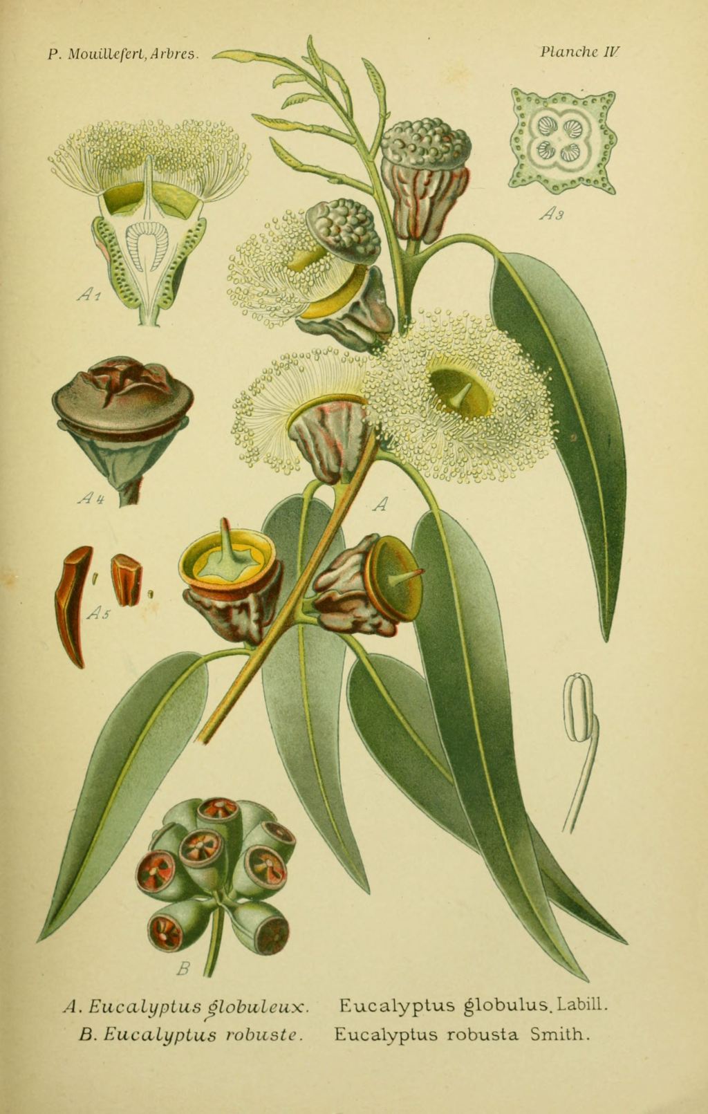 EUCALYPTUS - Eucalyptus globulus - feuille bio