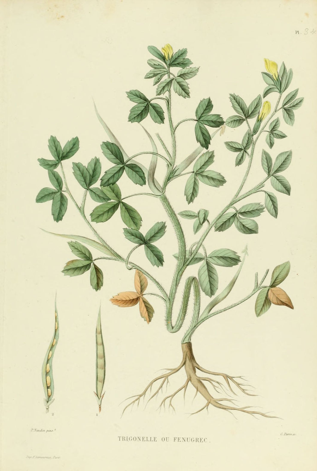 FENUGREC - Trigonella foenum graecum - graine bio
