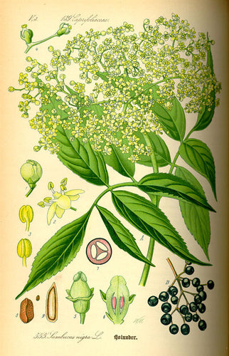 SUREAU -  Sambucus nigra - fleur bio