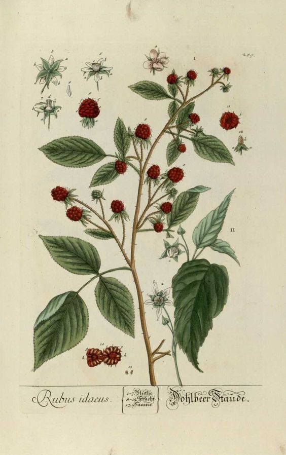 Feuilles De Framboisier Coupées - Rubus Idaeus, Herbe Entière, Marque Tradition Nature